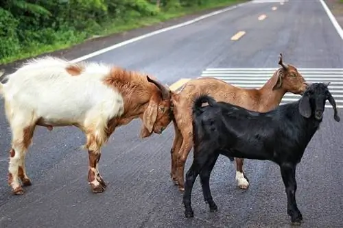 22 Warna Kambing, Tanda & Pola (Dengan Gambar)