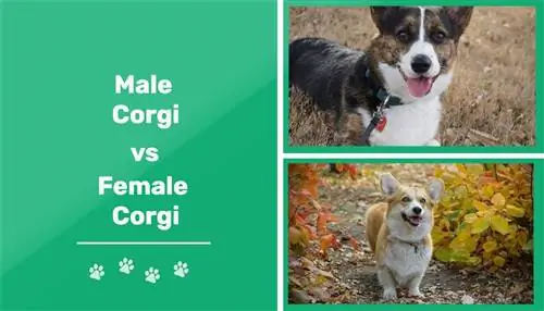 Corgis masculí vs femení: quina diferència hi ha (amb imatges)