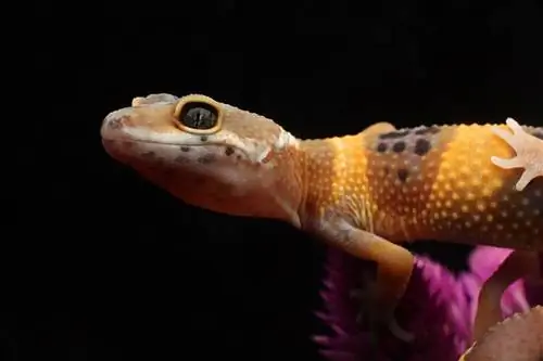 Tangerine Leopard Gecko: Info & Vodič za njegu za početnike (sa slikama)