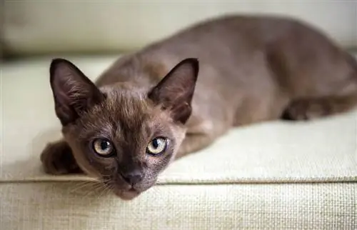 11 Fascinerande Burmese Cat Facts