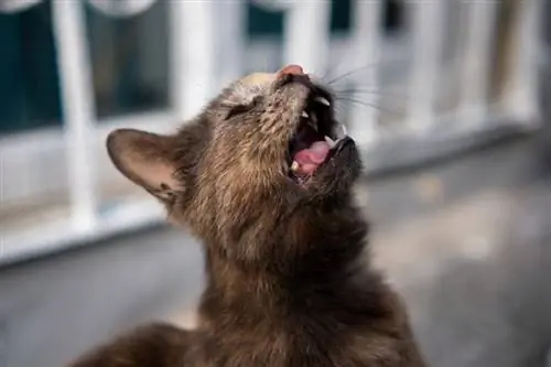 Hvorfor græder katte? 10 dyrlægeanmeldte grunde & Hvordan du kan hjælpe