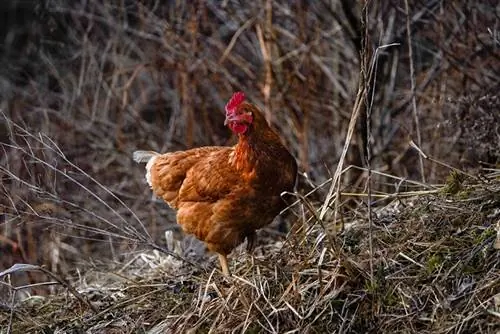 Պատկեր