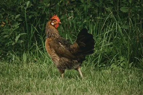 ছবি