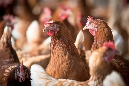 33 Razas de gallinas marrones (con fotos)