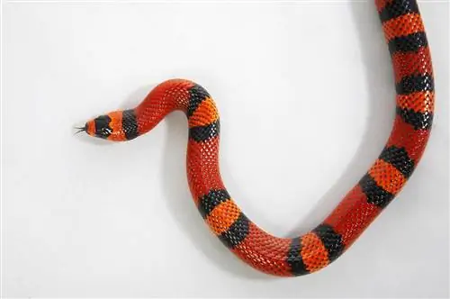 Пуэбланская молочная змея: факты, информация, изображения & Руководство по уходу