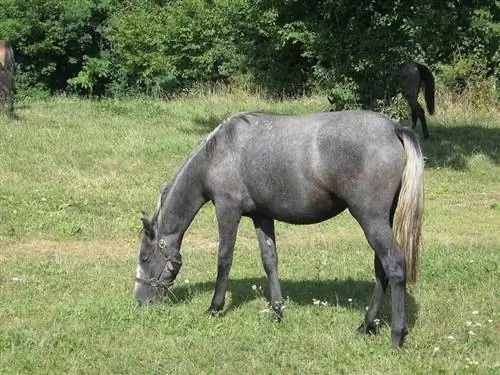 8 baroka laika zirgu šķirnes (ar attēliem)