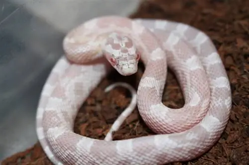 Snow Corn Snake: dejstva, informacije & Vodnik za nego (s slikami)