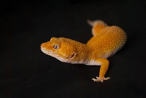 Sunglow Leopard Gecko: Маалымат, Сүрөттөр & Жаңы баштагандар үчүн кам көрүү боюнча колдонмо
