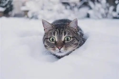 Přibírají v zimě všechny kočky? Vysvětlení kočičích návyků