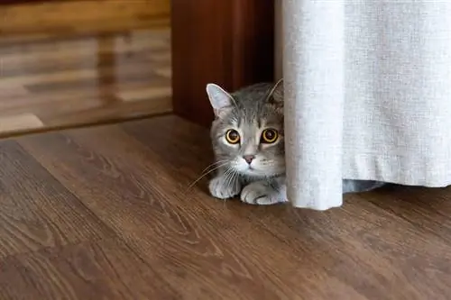 Miksi kissani pelkää yhtäkkiä? 10 eläinlääkärin hyväksymää syytä