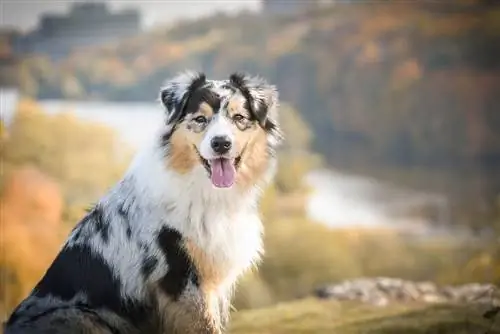 Tri-Colored Australian Shepherd: Mga Katotohanan, Pinagmulan, Mga Larawan & Kasaysayan