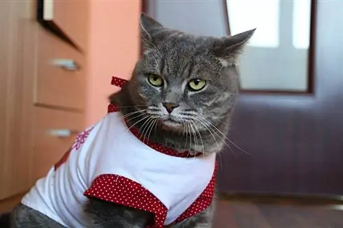 Czy koty lubią nosić ubrania & Kostiumy? (Fakty, & FAQ)