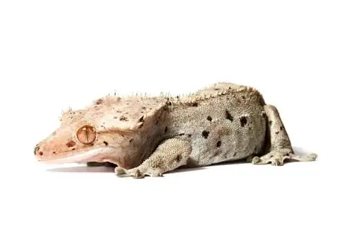 Gecko crestat dalmata: informació, imatges & Guia de cura per a principiants