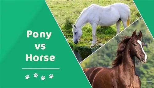 Pony vs kůň: Jaký je rozdíl? Fakta & FAQ