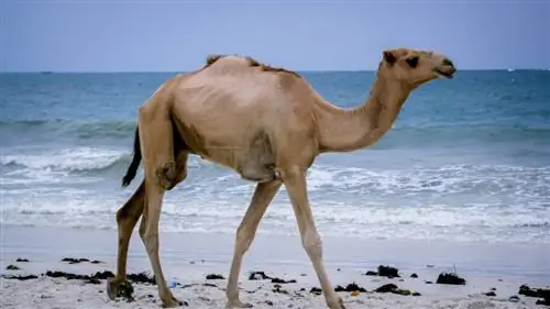 Hoeveel kost het om een kameel te bezitten in 2023? (Prijsgids)