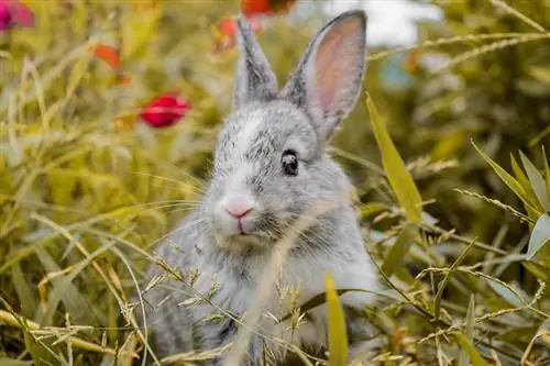 Quina és la temperatura ideal per als conills? (Guia 2023)