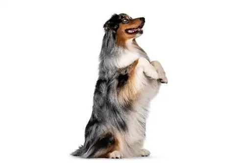 Ako naučiť psa pekne sedieť: 8 tipov & trikov