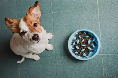 Jadual Memberi Makan Anjing: Berapa Banyak dan Kekerapan Memberi Makan Anjing Anda