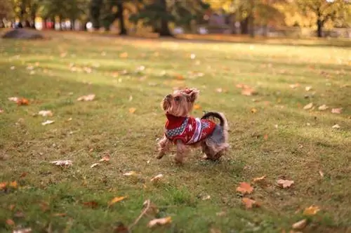 10 najlepszych swetrów dla psów na Święto Dziękczynienia w 2023 r. - recenzje &
