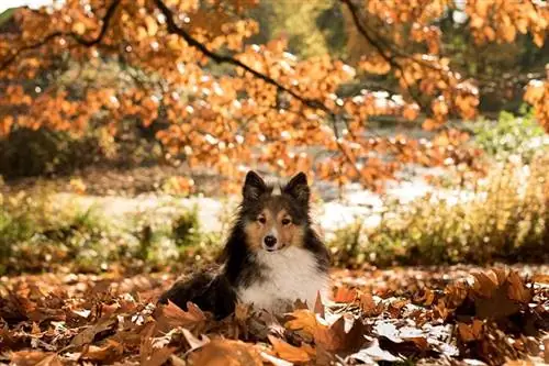 15 morsomme ting å gjøre med hunden din denne høsten (2023-guide)