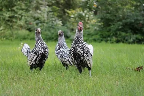 Sebright Chickens: Bilder, fakta, användningsområden, ursprung & Kännetecken