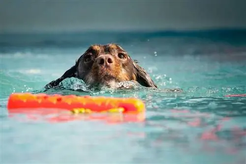 8 odolných & vodotesných bazénov pre psov pre domácich majstrov (s pokynmi)