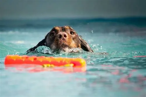 8 Strong & waterdichte doe-het-zelf zwembaden voor honden (met instructies)