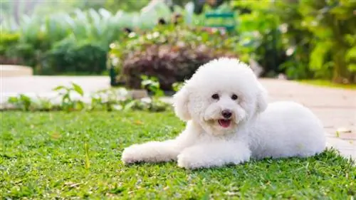 White Toy Poodle: Pictures, Info, Care, & Më shumë