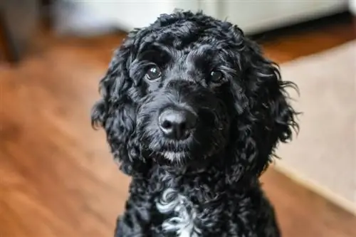 Black Toy Poodle: Facts, Origin & History (with Pictures)