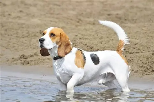 25 yleistä ja ainutlaatuista Beagle-väriä (kuvien kanssa)