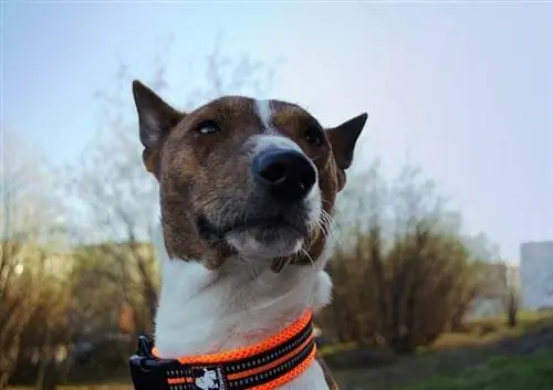 100 Popularno & Jedinstvena imena Basenji: Ideje za prijateljske & Energične pse