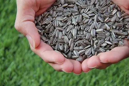 Maaari bang Kumain ang Manok ng Sunflower Seeds? Mga Benepisyo sa Nutrisyonal & FAQ