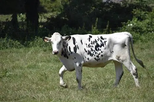 Urg'ochi sigirlarning shoxi bormi? Qiziqarli Javob