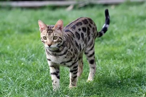 10 Möglichkeiten, um festzustellen, ob Ihre Katze ein Bengal-Mischling ist (mit Bildern)