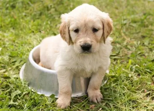 Tôi nên cho chú chó Golden Retriever của mình ăn bao nhiêu? Mẹo & Dòng thời gian