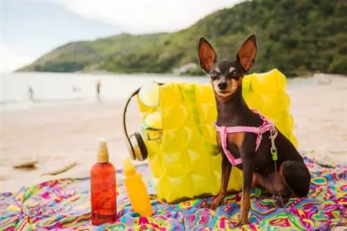 Ar šunims reikia apsaugos nuo saulės? Saugos patarimai & Faktai