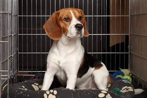 Kích thước thùng tốt nhất cho Beagle là bao nhiêu? Mẹo & Khuyến nghị