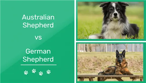 Australski vs Njemački ovčar: Koji ljubimac je najbolji za vas? (sa slikama)