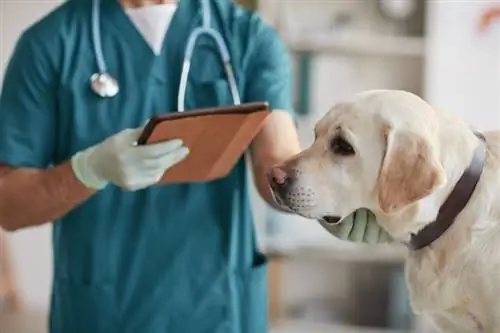 Hoeveel kos Hernia-chirurgie vir honde? (2023-opdatering)