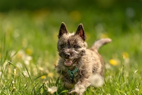 200+ Popular & Nama Unik Cairn Terrier – Lelaki & Idea Perempuan