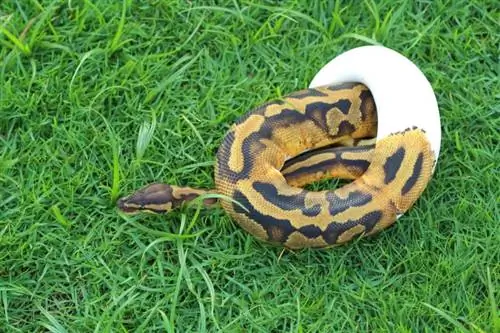 Piebald Ball Python Morph: ข้อเท็จจริง ข้อมูล รูปภาพ & คู่มือการดูแล