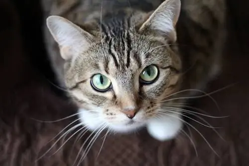Sa qepalla kanë macet? Shpjegohet anatomia e syrit të maces