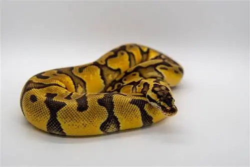 Palyaço Topu Python Morph: Gerçekler, Resimler, Görünüm & Bakım Kılavuzu
