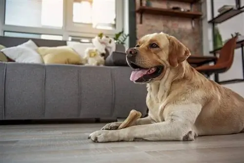 Die 10 besten Hundesnacks gegen Verdauungsprobleme im Jahr 2023