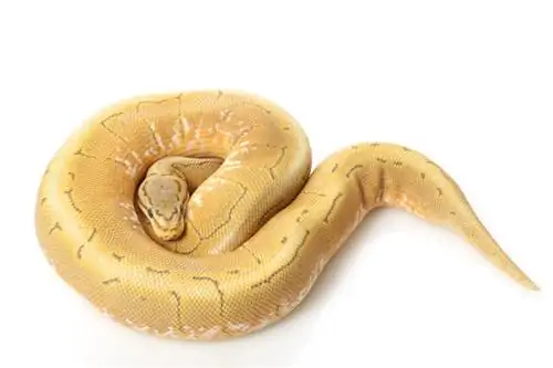 Spinner Ball Python Morph: hechos, imágenes & Guía de cuidado