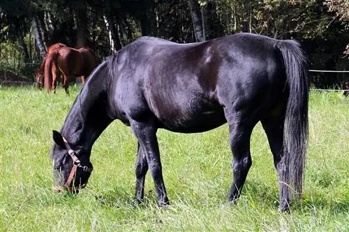 15 razas de caballos negros (con fotos)