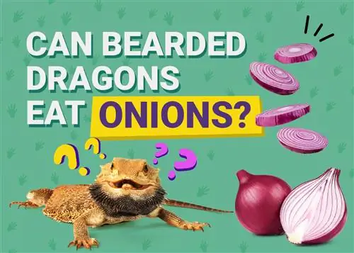 I draghi barbuti possono mangiare le cipolle? Fatti approvati dal veterinario & Domande frequenti