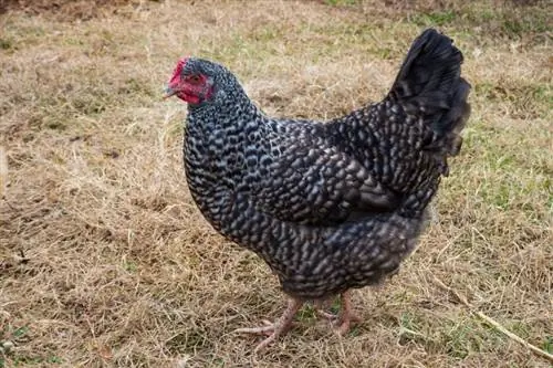 8 razas de gallinas grises (con fotos)