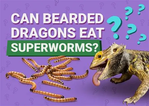 ¿Pueden los dragones barbudos comer supergusanos? Beneficios para la salud & Precauciones