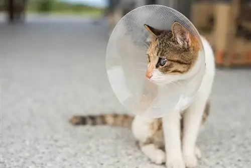 Was ist ein E-Halsband für Katzen? Typen, Vor- und Nachteile & FAQ